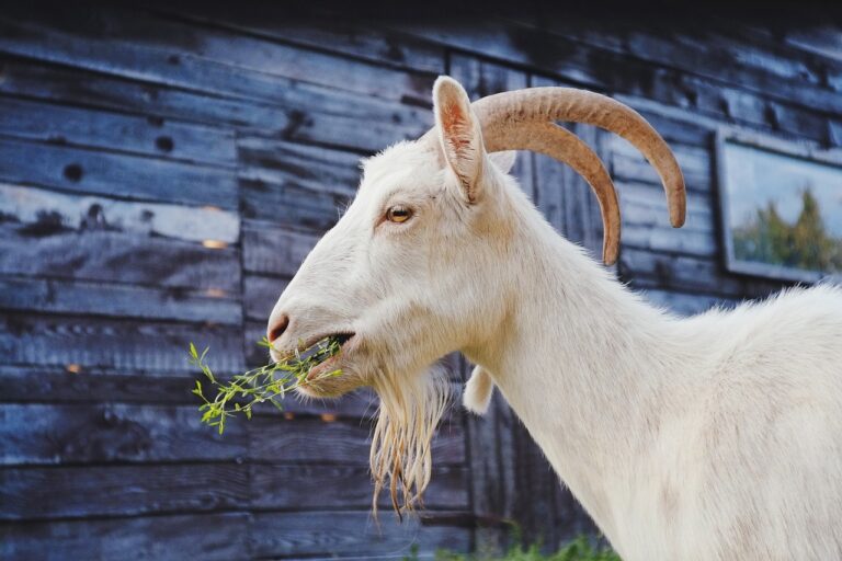 White dairy goat eating beside a rustic barn