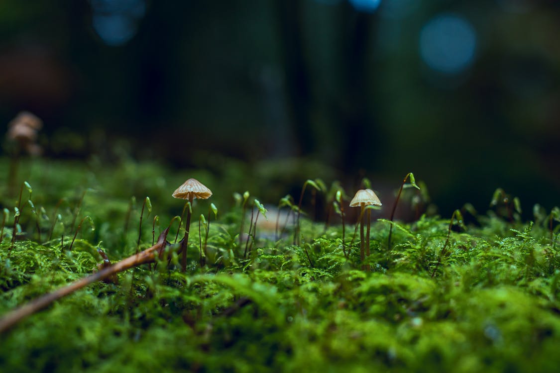 Fresh mushrooms growing on a log in natural setting