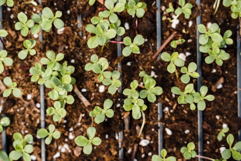 Fresh seedlings and sprouts growing in small containers