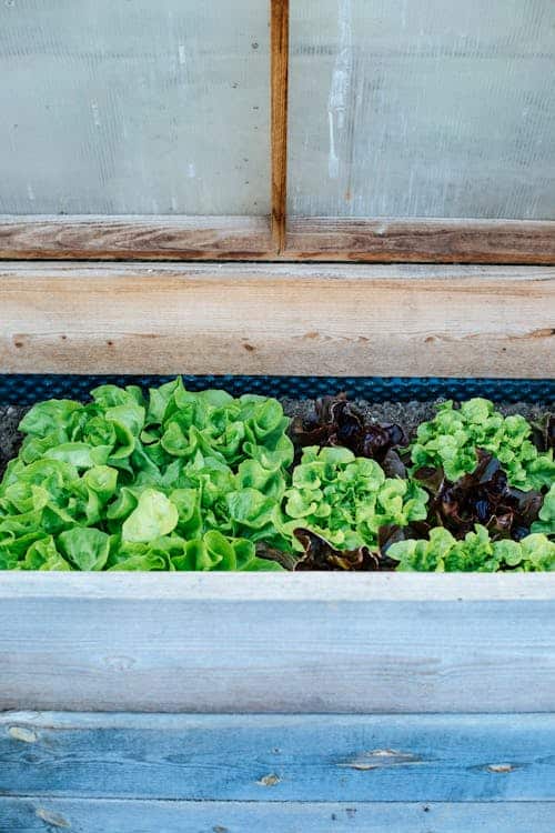 Green lettuce growing in a wooden raised garden bed