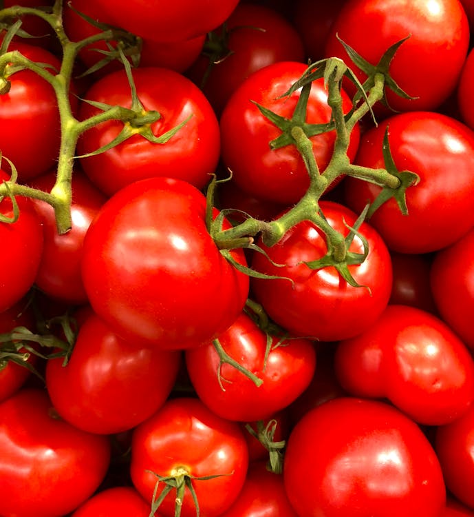 Red ripe tomatoes growing on the vine in a sunny garden